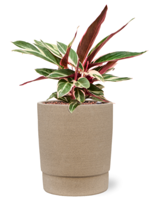 Calathea 'Triostar' en Chao