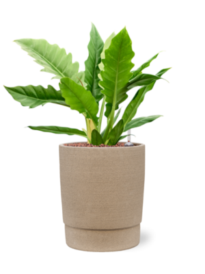 Philodendron selloum 'Narrow' en Chao