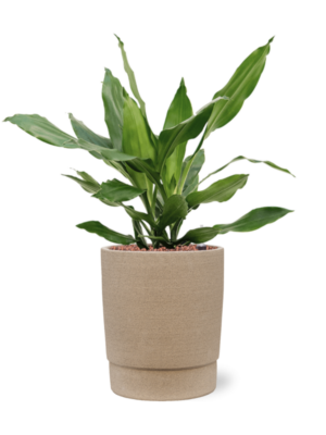Dracaena fragrans 'Janet Lind' en Chao