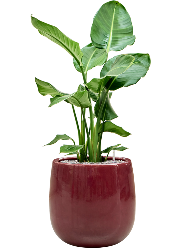 Strelitzia nicolai en Balloon, Private label