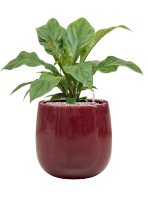 Anthurium elipticum 'Jungle Bush' en Balloon