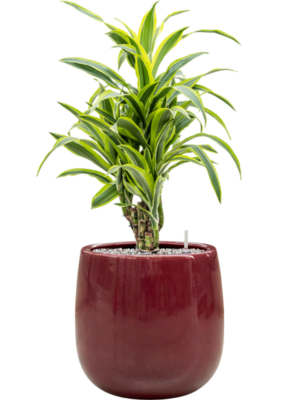 Dracaena fragrans 'Lemon Lime' en Balloon