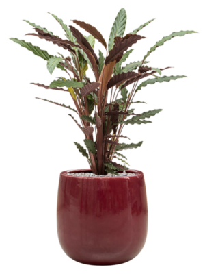 Calathea rufibarba 'Wavestar' en Balloon