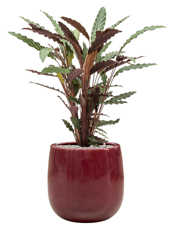Calathea rufibarba 'Wavestar' en Balloon, Private label