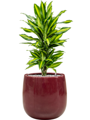Dracaena fragrans 'Cintho' en Balloon