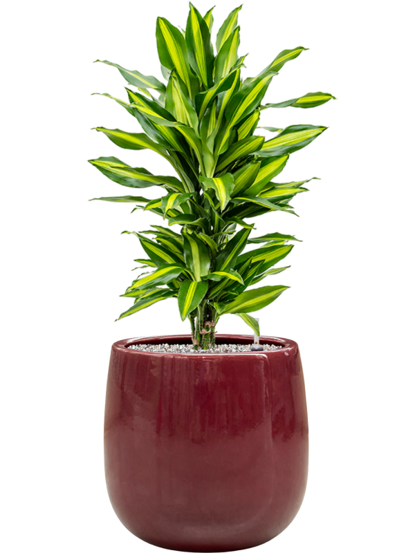 Dracaena fragrans 'Cintho' en Balloon, Private label