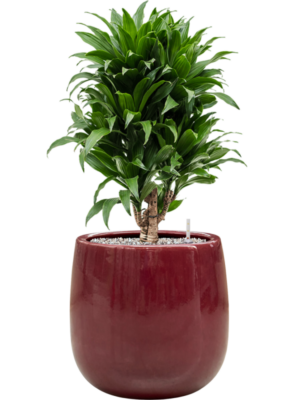 Dracaena fragrans 'Compacta' en Balloon