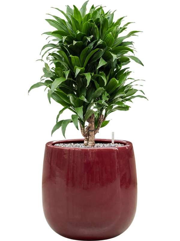 Dracaena fragrans 'Compacta' en Balloon, Private label