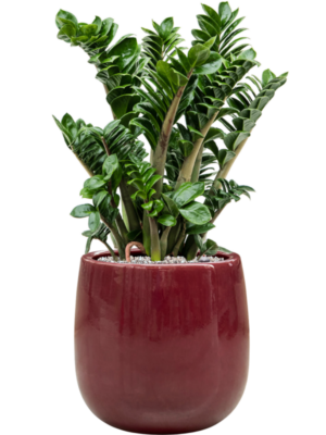 Zamioculcas zamiifolia 'Zenzi' en Balloon