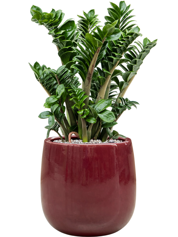 Zamioculcas zamiifolia 'Zenzi' en Balloon, Private label