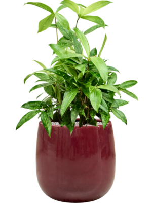 Dracaena surculosa en Balloon