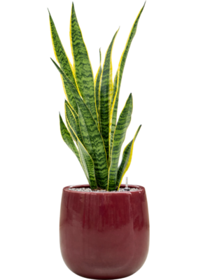 Sansevieria trifasciata 'Laurentii' en Balloon