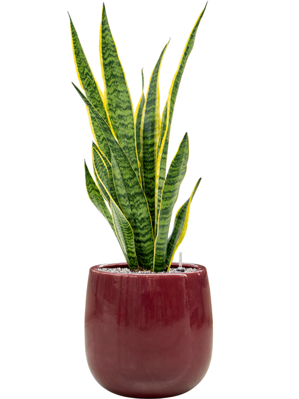 Sansevieria trifasciata 'Laurentii' en Balloon, Private label
