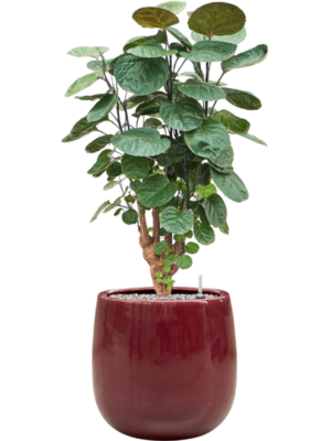 Aralia (Polyscias) 'Fabian' en Balloon