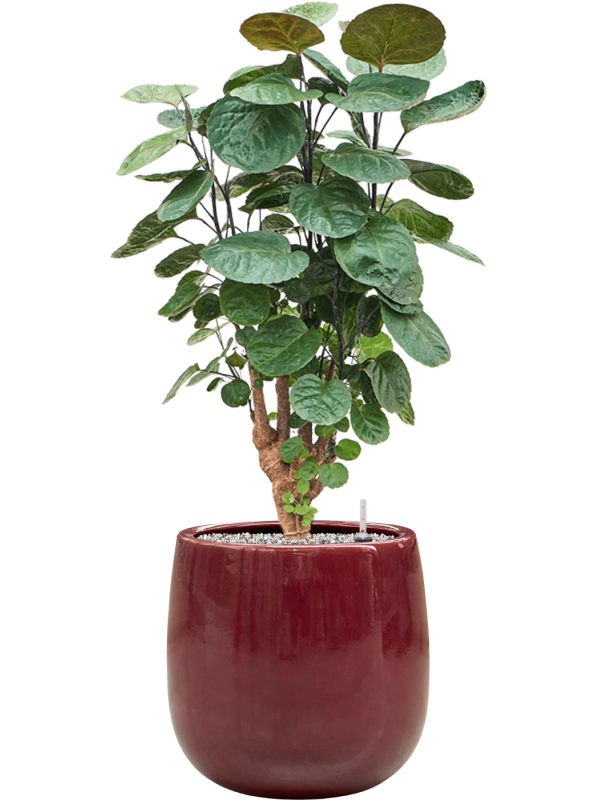 Aralia (Polyscias) 'Fabian' en Balloon, Private label