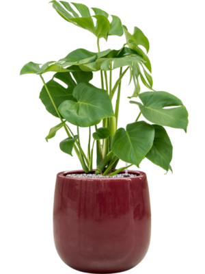 Monstera deliciosa en Balloon