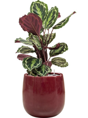 Calathea 'Medallion' en Balloon