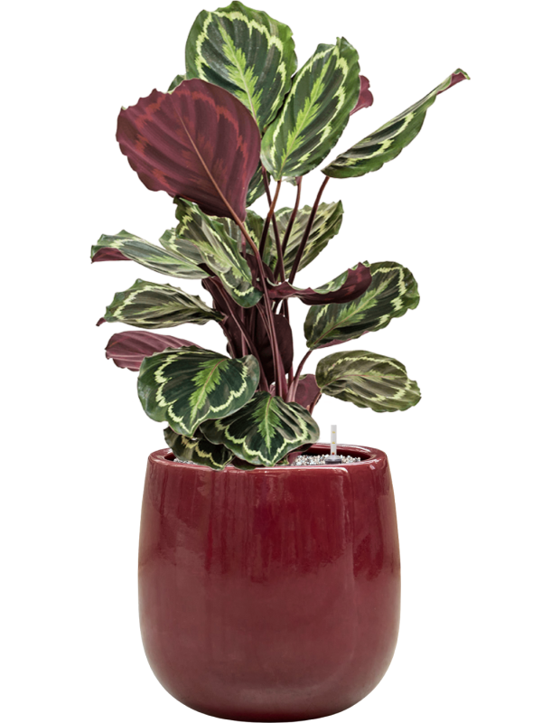 Calathea 'Medallion' en Balloon, Private label