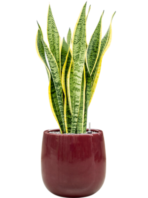 Sansevieria trifasciata 'Laurentii' en Balloon