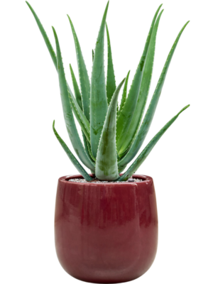 Aloe vera barbadensis en Balloon