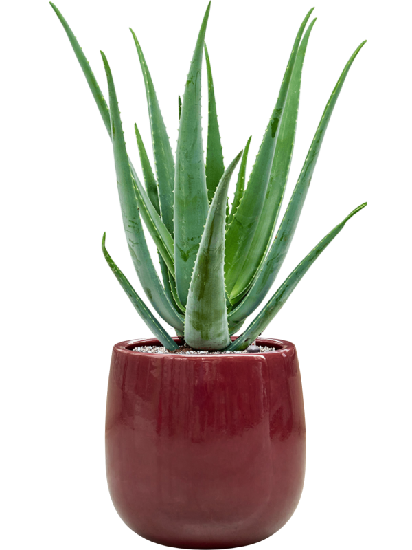 Aloe vera barbadensis en Balloon, Private label