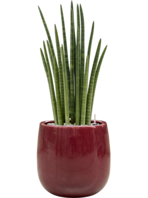 Sansevieria cylindrica 'Tower' en Balloon
