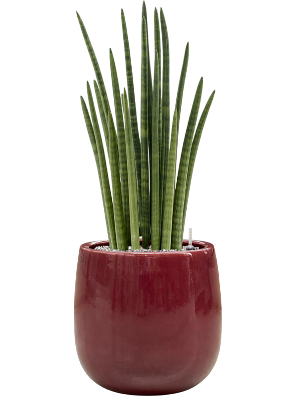 Sansevieria cylindrica 'Tower' en Balloon, Private label