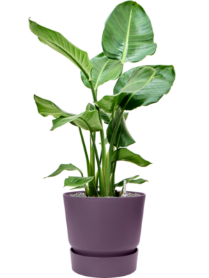 Strelitzia nicolai en Greenville