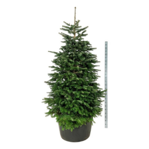 Abies nordmanniana