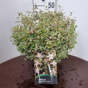 Abelia grandiflora 'Confetti'