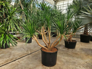 Dracaena draco