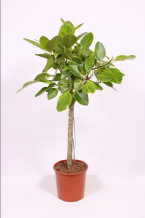 Ficus altissima