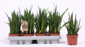 Sansevieria bacularis