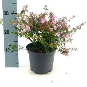 Abelia grandiflora 'Edward Goucher'