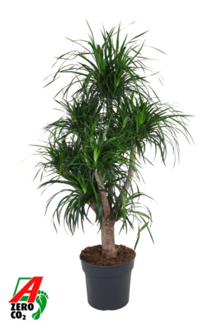 Dracaena 'Angustifolia'