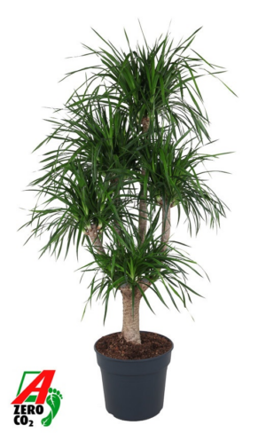 Dracaena 'Angustifolia'