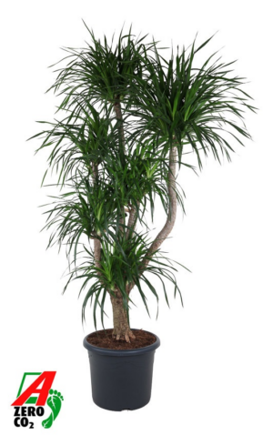 Dracaena 'Angustifolia'