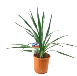 Dracaena draco