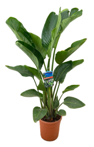 Strelitzia nicolai