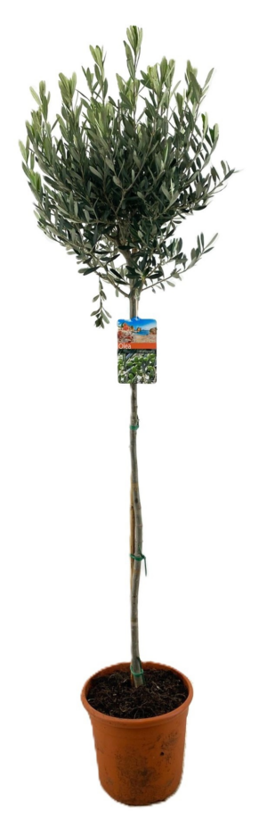 Olea europaea