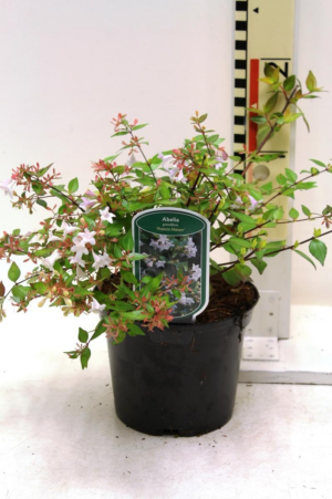 Abelia grandiflora 'Francis Mason'