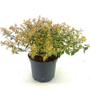 Abelia grandiflora 'Radiance'