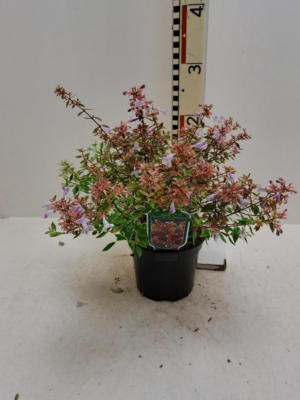 Abelia grandiflora 'Sunshine Daydream'