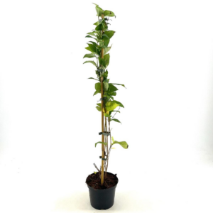 Abeliophyllum distichum