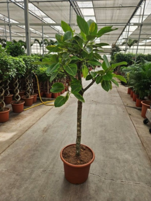 Ficus altissima
