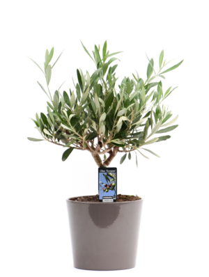 Olea europaea