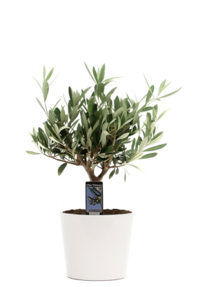 Olea europaea