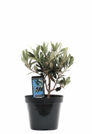 Olea europaea
