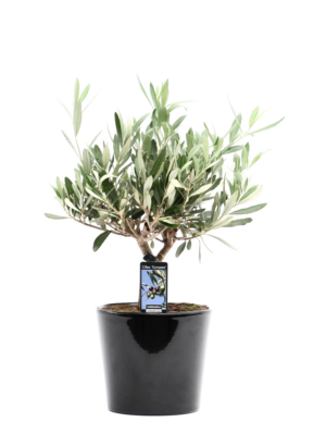 Olea europaea