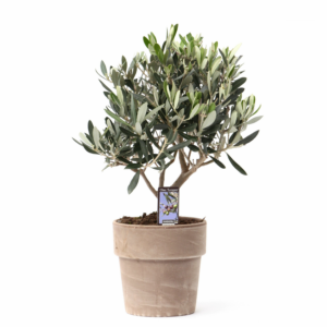 Olea europaea